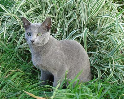 ロシアの青い猫の写真