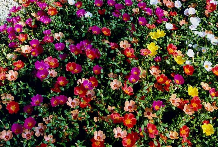 怠け者のための庭の花：alissum、portulacとcalendula