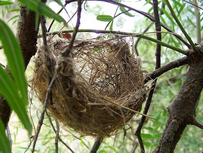 贈り物のアイデア：自分の手で巣を作る方法？
