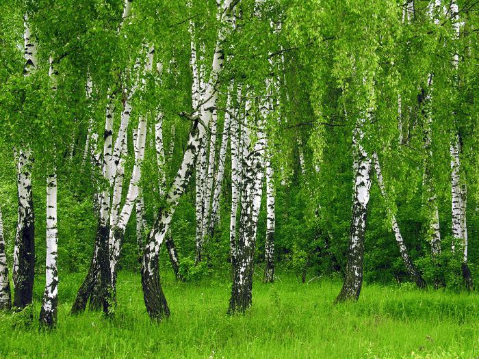 オークとバーチの木は何年生きているのですか？